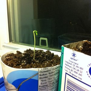 kc45 seedling