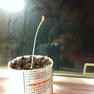 kc45 seedling