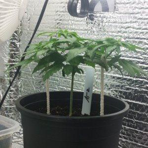 keeping short LST/topping