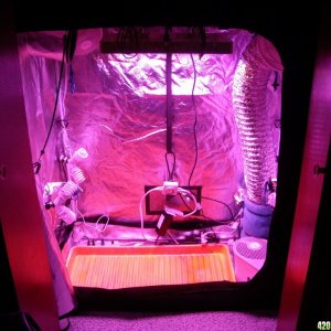 Grow Box Setup - Growth Mode