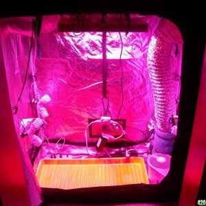 Grow Box Setup - Growth/Bloom Modes