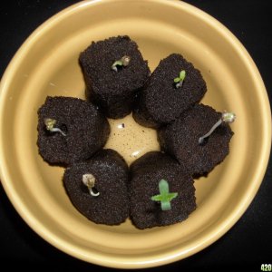 SRH sprouts in Rapid Rooter plugs - Day 4