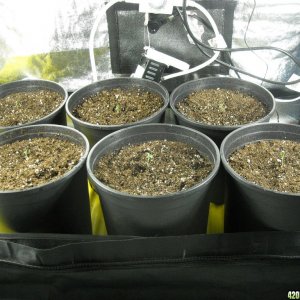 Group shot of the 6 SRH seedlings