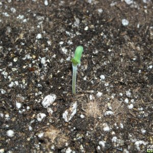 Close-up shot of an SRH seedling