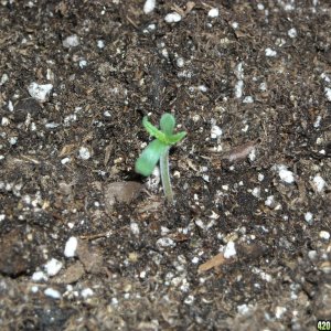 Close-up shot of an SRH seedling