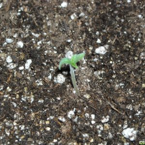 Close-up shot of an SRH seedling