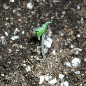 Close-up shot of an SRH seedling