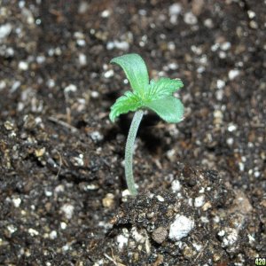 Close-up shot of an SRH seedling