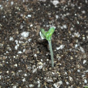 Close-up shot of an SRH seedling