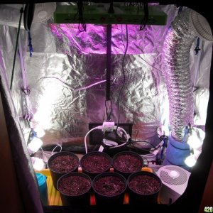 Grow Box Vegetation Setup - Full Lights