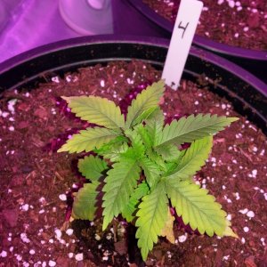 N deficiency?