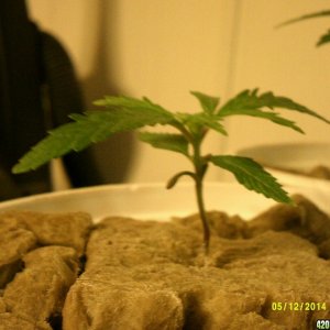 Jack Herer #2 @ 3 wks