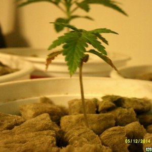 Jack Herer #1 @ 3 wks