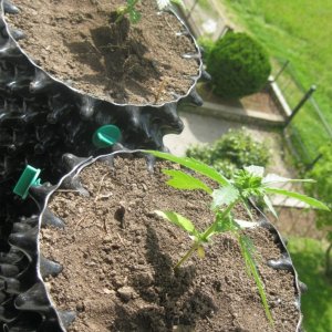 Outdoor seedlings