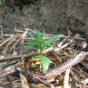 Outdoor seedlings