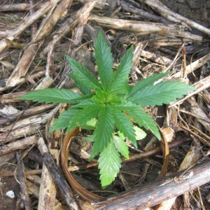 Outdoor seedlings