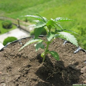 Outdoor seedlings