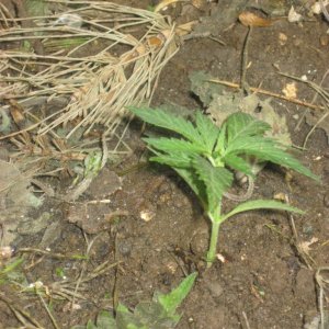 Outdoor seedlings