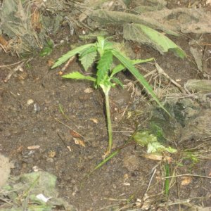 Outdoor seedlings