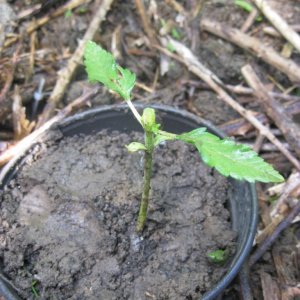 Outdoor seedlings