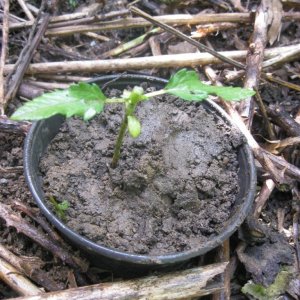 Outdoor seedlings