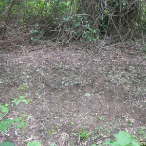 Outdoor seedlings