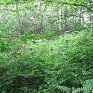 Outdoor seedlings