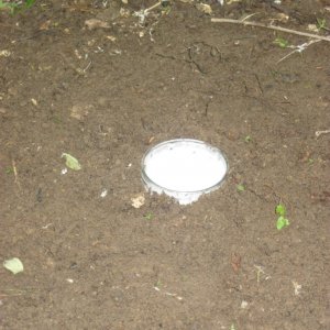 Outdoor seedlings