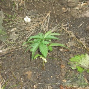 Outdoor seedlings