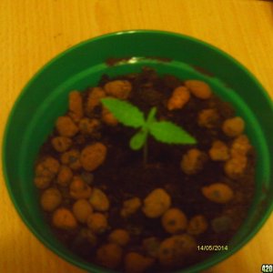 swazi gold day 5 cfl grow