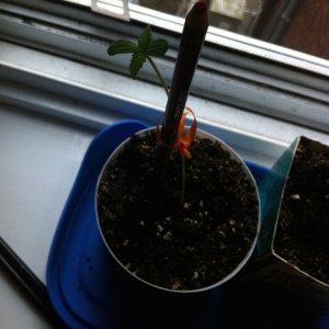cannabis seedling day 5