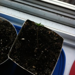 cannabis seedling day 5