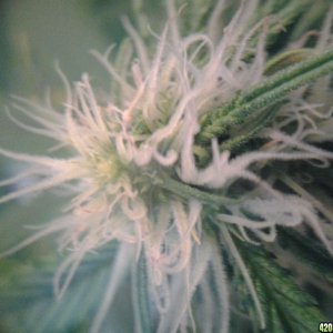 thc bomb auto fem