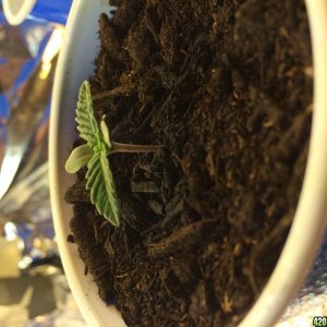 Dank bud seedlings