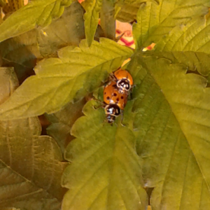 ladybugs getting it on in my garden