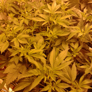 dwc week 5