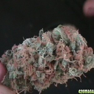 white widow hydro bud