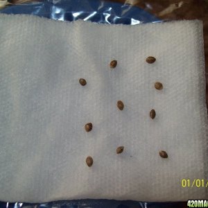 NL_seeds_in_paper_towel