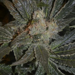 dinafem moby dick random bud close to the end