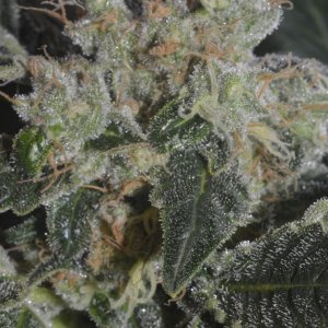 dinafem moby dick random bud close to the end