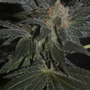 dinafem moby dick random bud close to the end