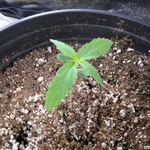 Single shot of seedling