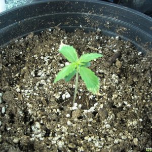 Single shot of seedling