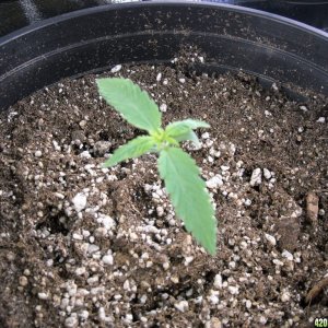 Single shot of seedling