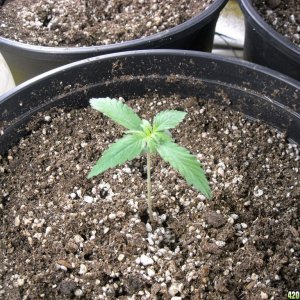 Single shot of seedling