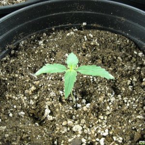 Single shot of seedling