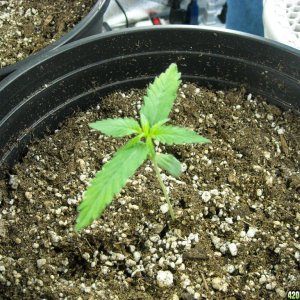 Single shot of seedling