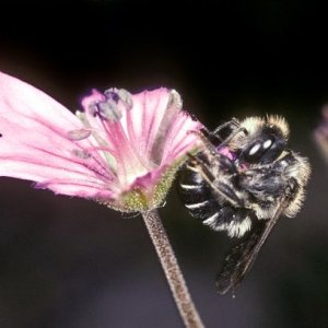 bees-flower-nests-sandwich-action-shot_20045_600x450