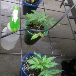 New Clones (1) 5-22-14