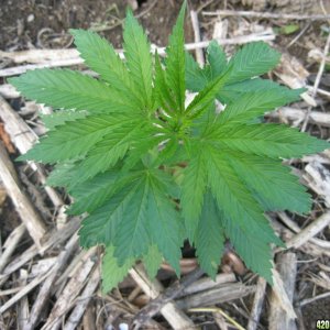 Outdoor seedlings